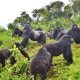 2 Days gorilla safaris in Rwanda.