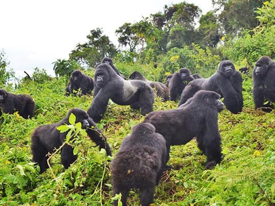 2 Days gorilla safaris in Rwanda.