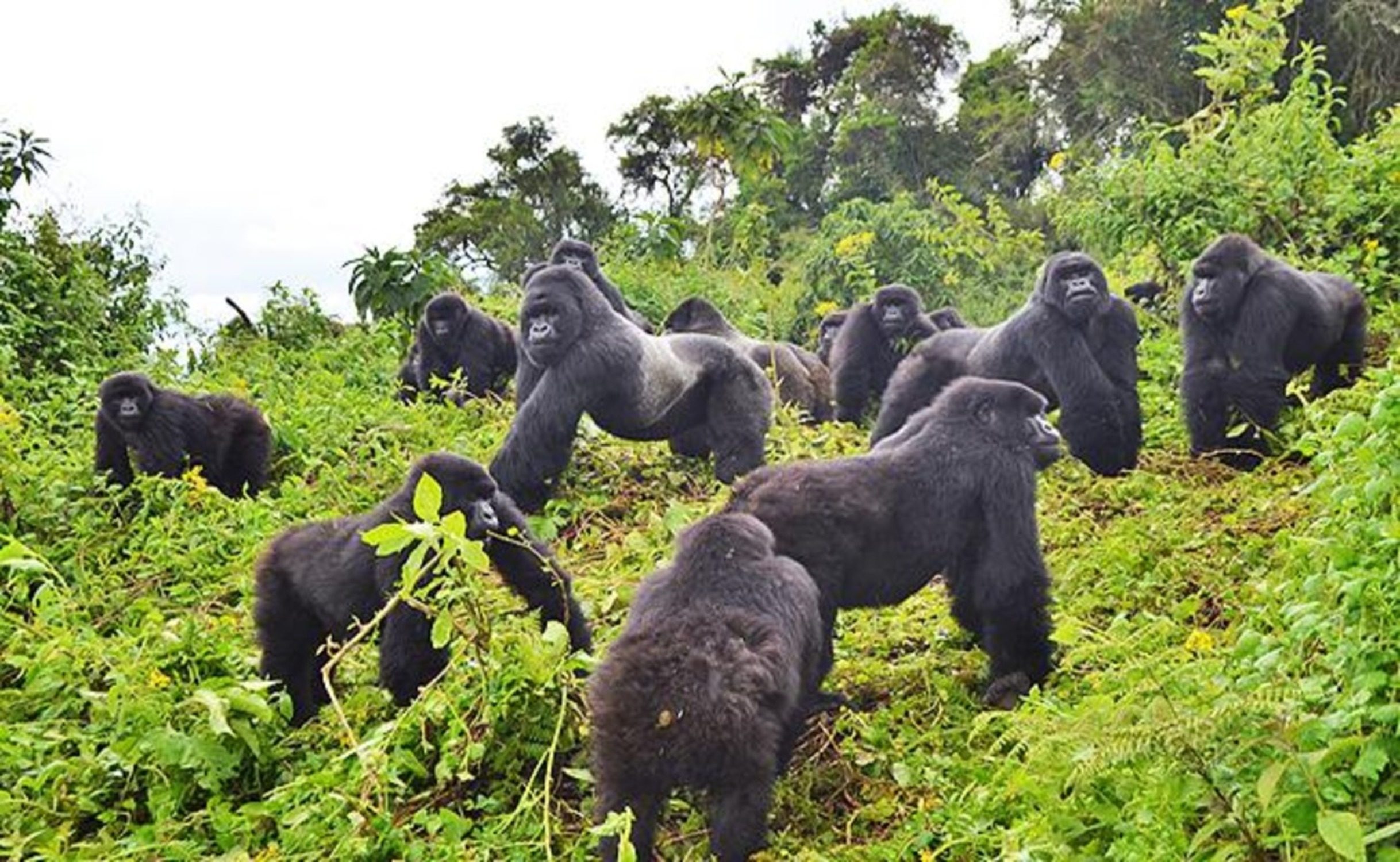 2 Days gorilla safaris in Rwanda.