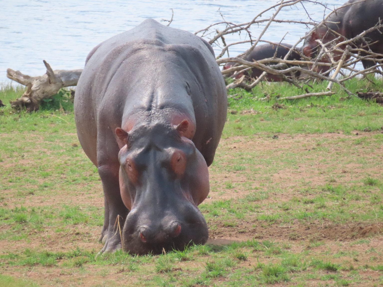 2 Days Akagera Big five Safari Rwanda. wildlife safari tour.