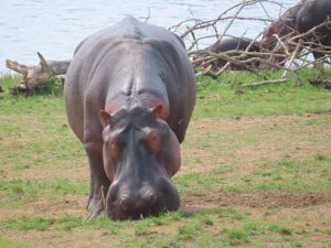 2 days Akagera Bigfive safaris.