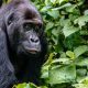 Rwanda gorilla safaris