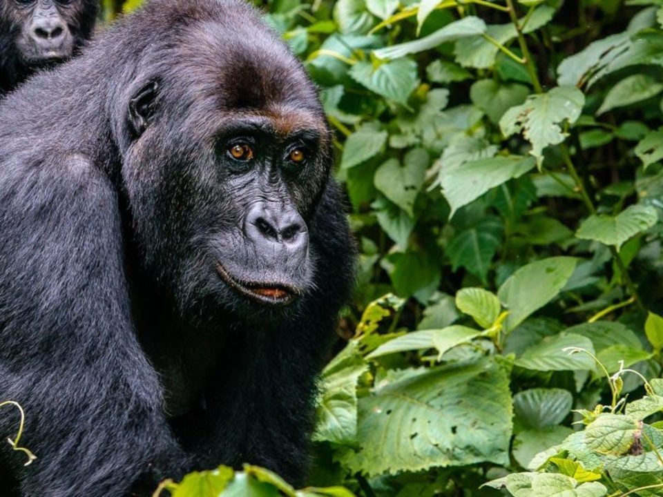 Rwanda gorilla safaris