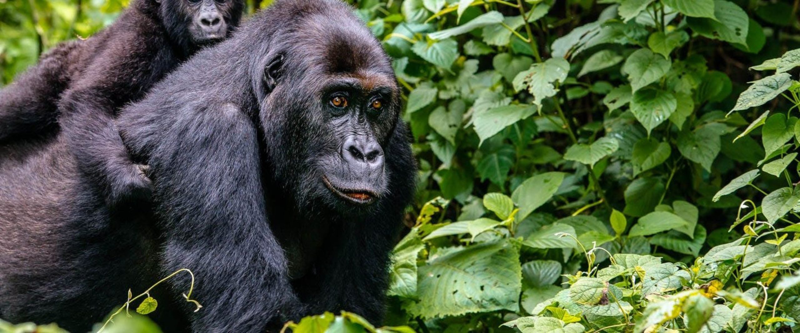 Rwanda gorilla safaris