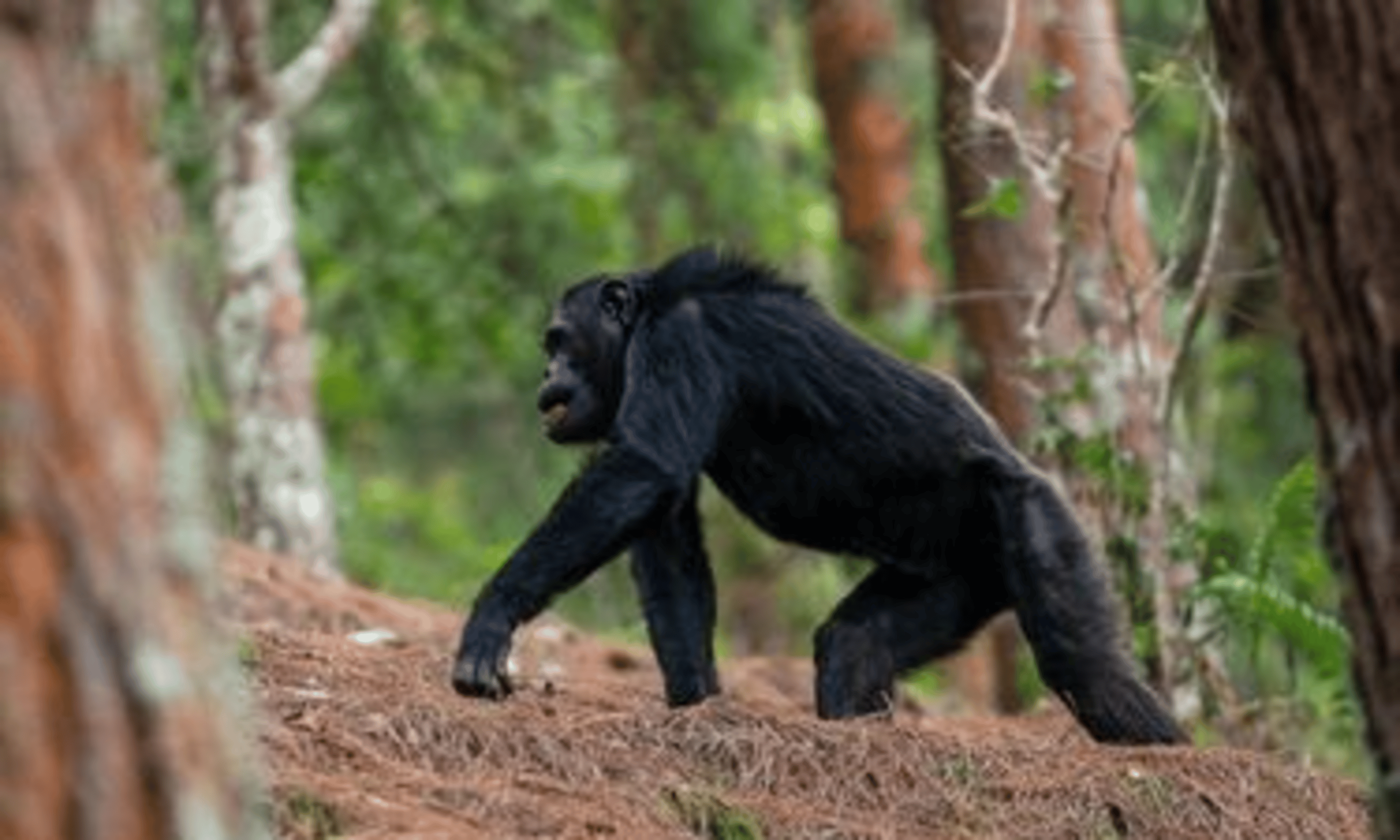 5 days nyungwe safaris, chimpanzee trekking in rwanda, nyungwe chimpanzee trekking, tracking chimpanzees in rwanda, chimp trekking rwanda