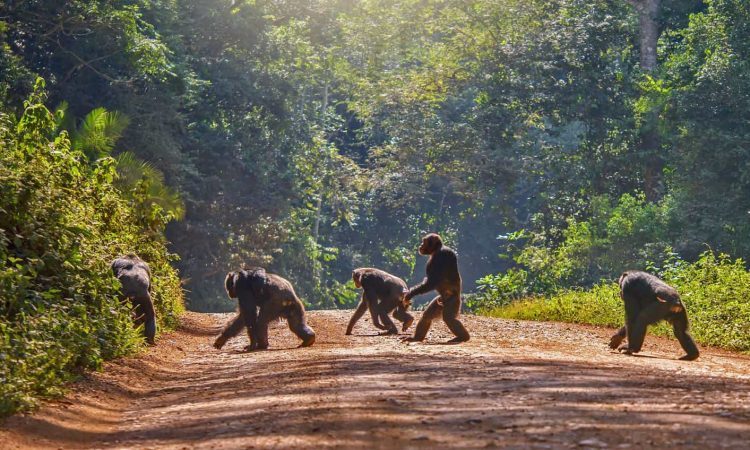 Read more about the article 3 Days nyungwe safaris