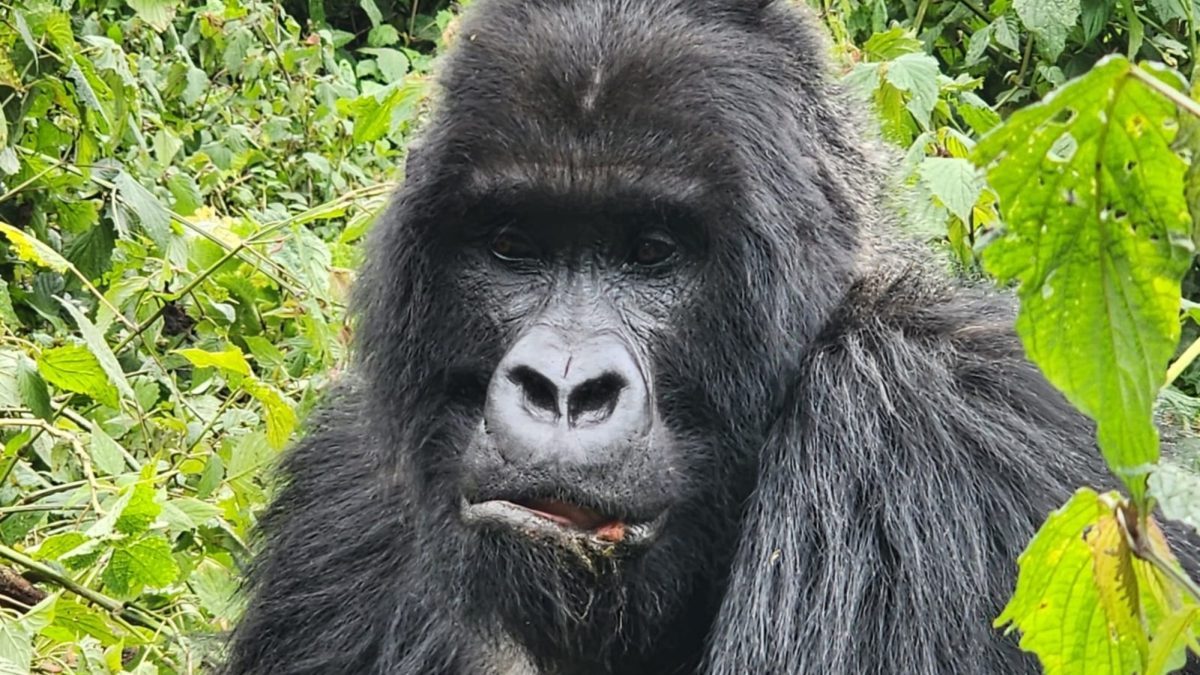 Gorilla trekking Rwanda