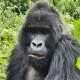 Gorilla trekking Rwanda