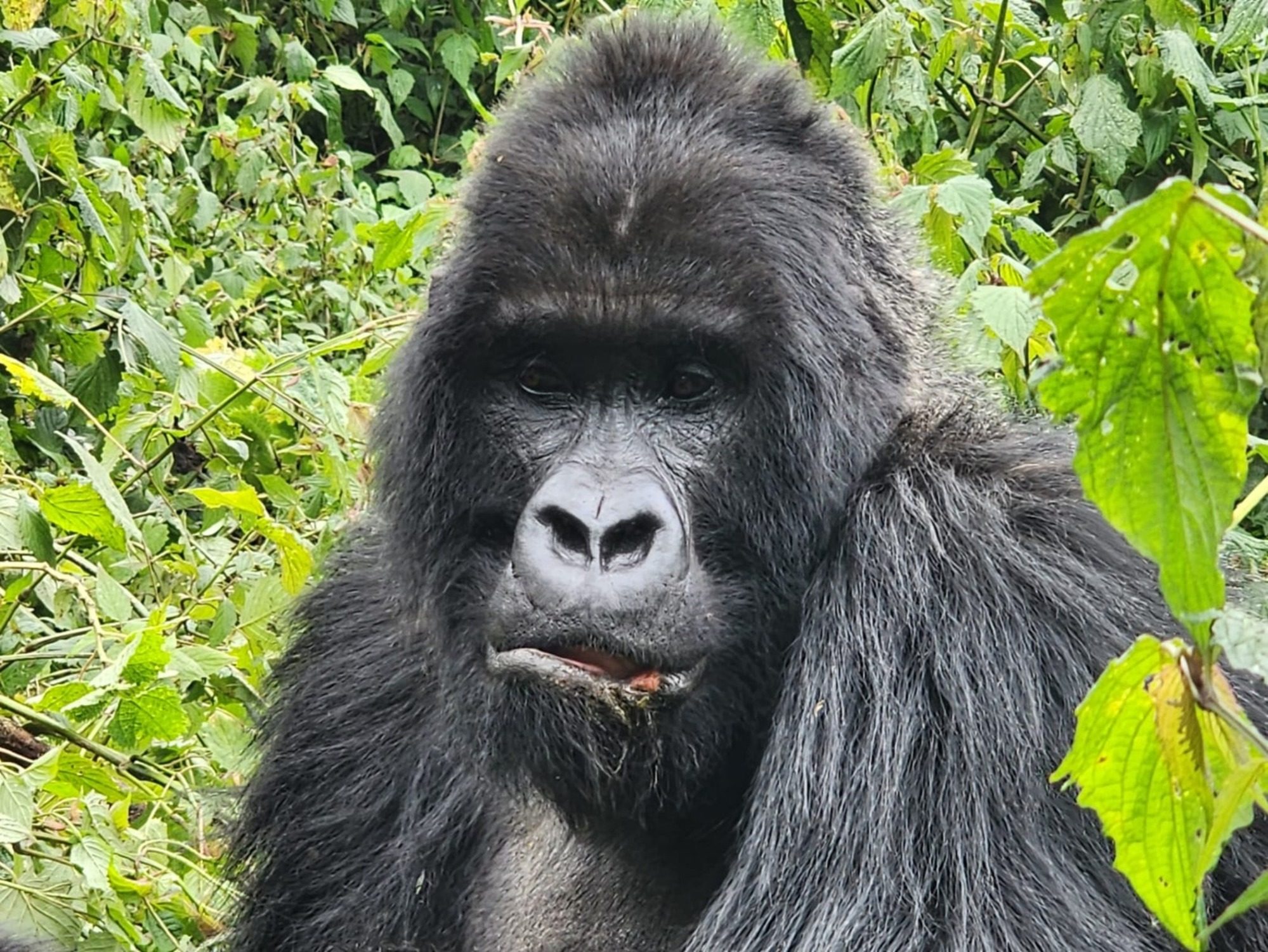 Gorilla trekking Rwanda