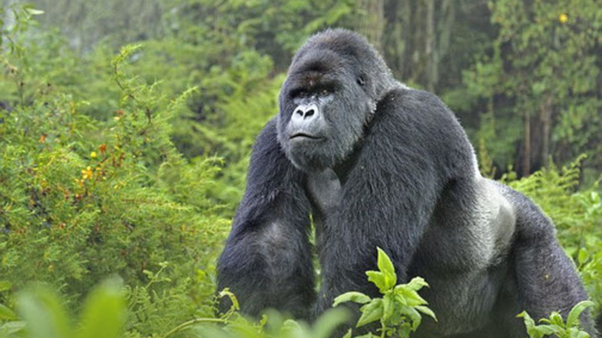 Gorilla trekking safaris in Rwanda.