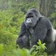 Gorilla trekking safaris in Rwanda.