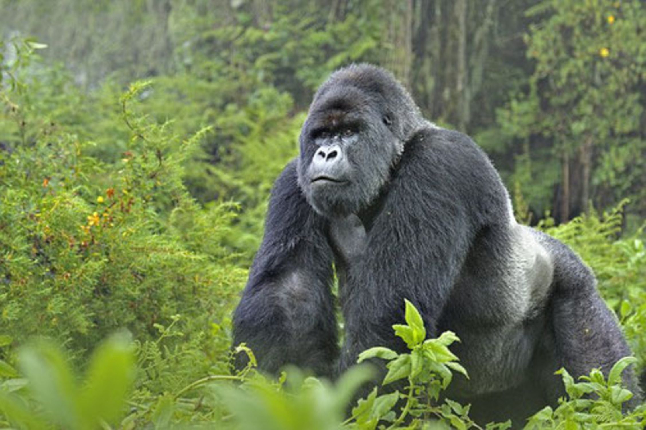 Gorilla trekking safaris in Rwanda.