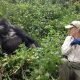 Rwanda Mountain Gorilla trekking.