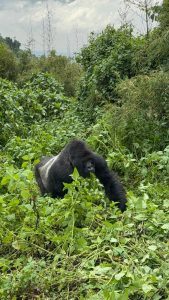 Gorilla trekking in Rwanda