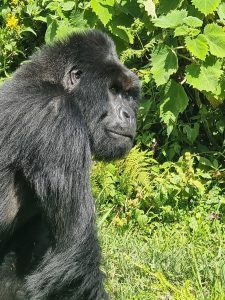 Rwanda gorilla trekking