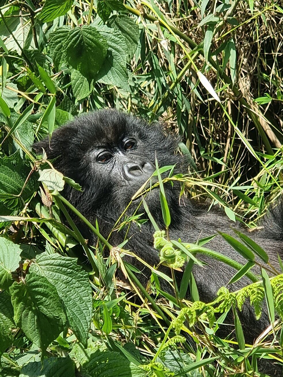 Read more about the article Unforgettable Rwanda Safaris: Gorilla Trekking, Wildlife & Volcano Views