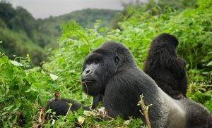 Uganda gorilla trekking