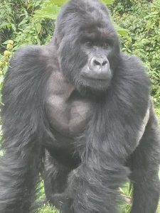 Gorilla trekking