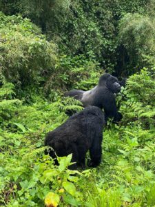 Gorilla trekking in Rwanda