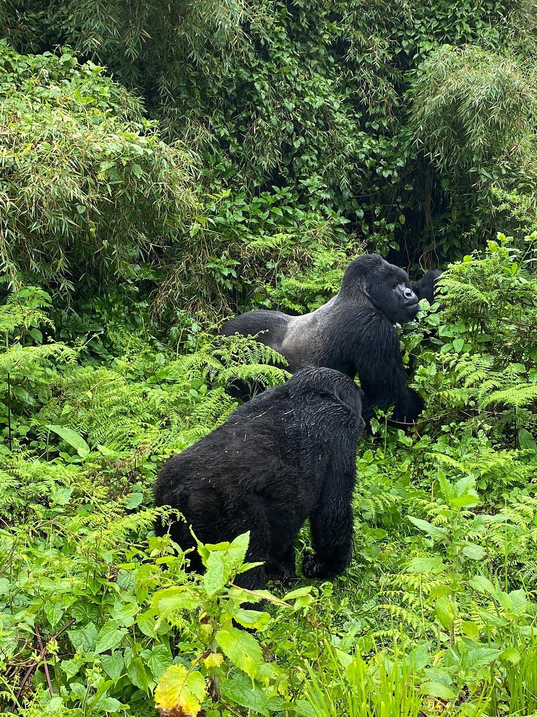 Gorilla trekking in Rwanda