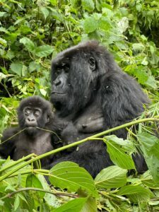 Rwanda Safari Package
