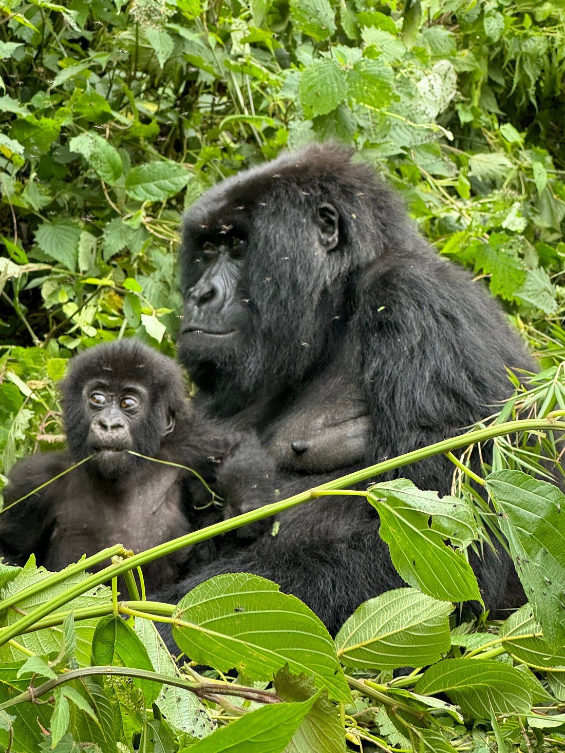Rwanda Safari Package