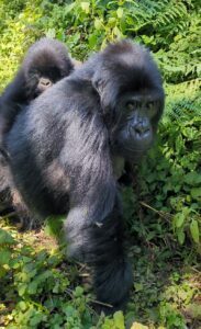 https://universalventuresrwanda.com/planrwanda safari holiday packages-2025-2026