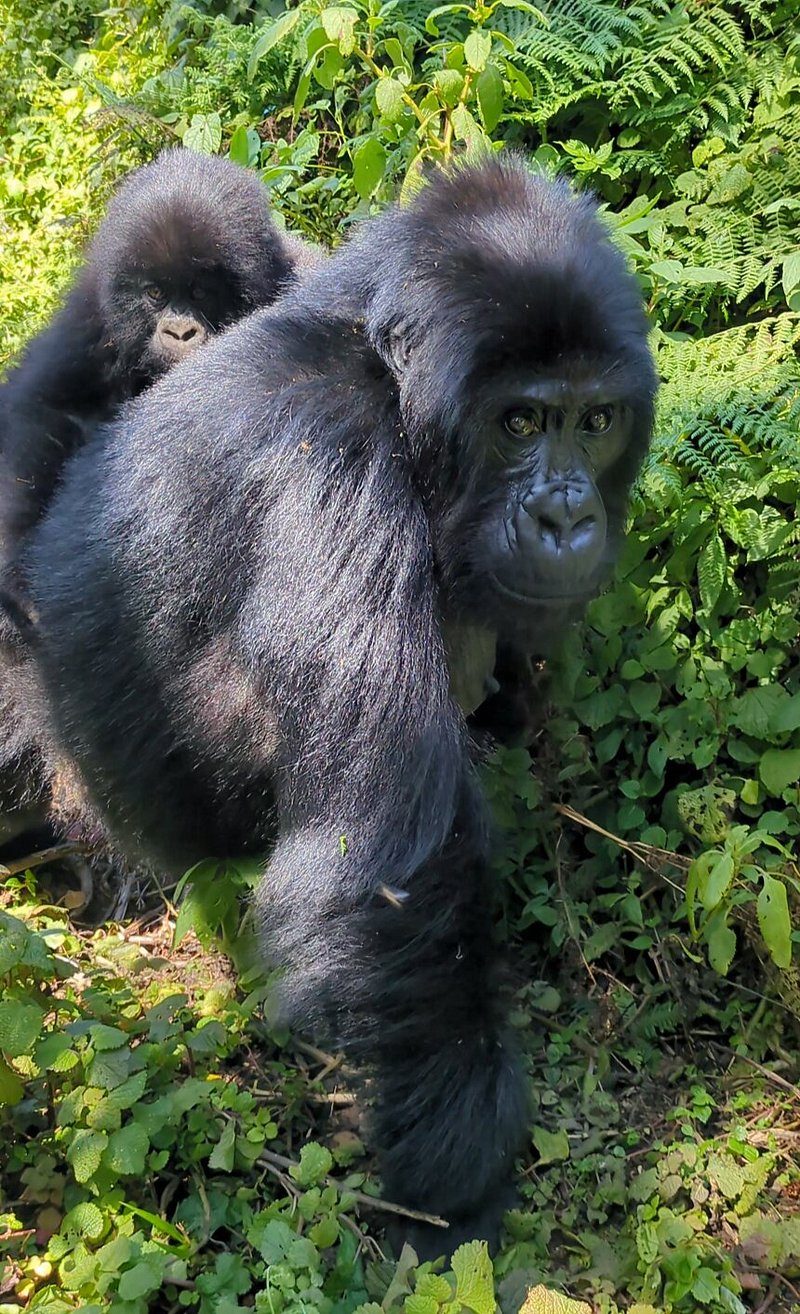 https://universalventuresrwanda.com/planrwanda safari holiday packages-2025-2026