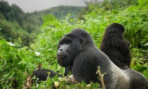 Affordable Rwanda Safari Tours for Families & Groups........ Affordable Rwanda Safari Tours