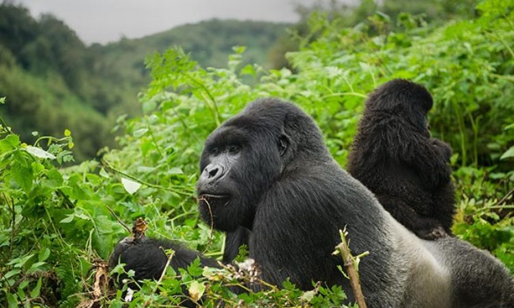 Rwanda Tourism Tips, Travel Blog & Insights Affordable Rwanda Safari Tours