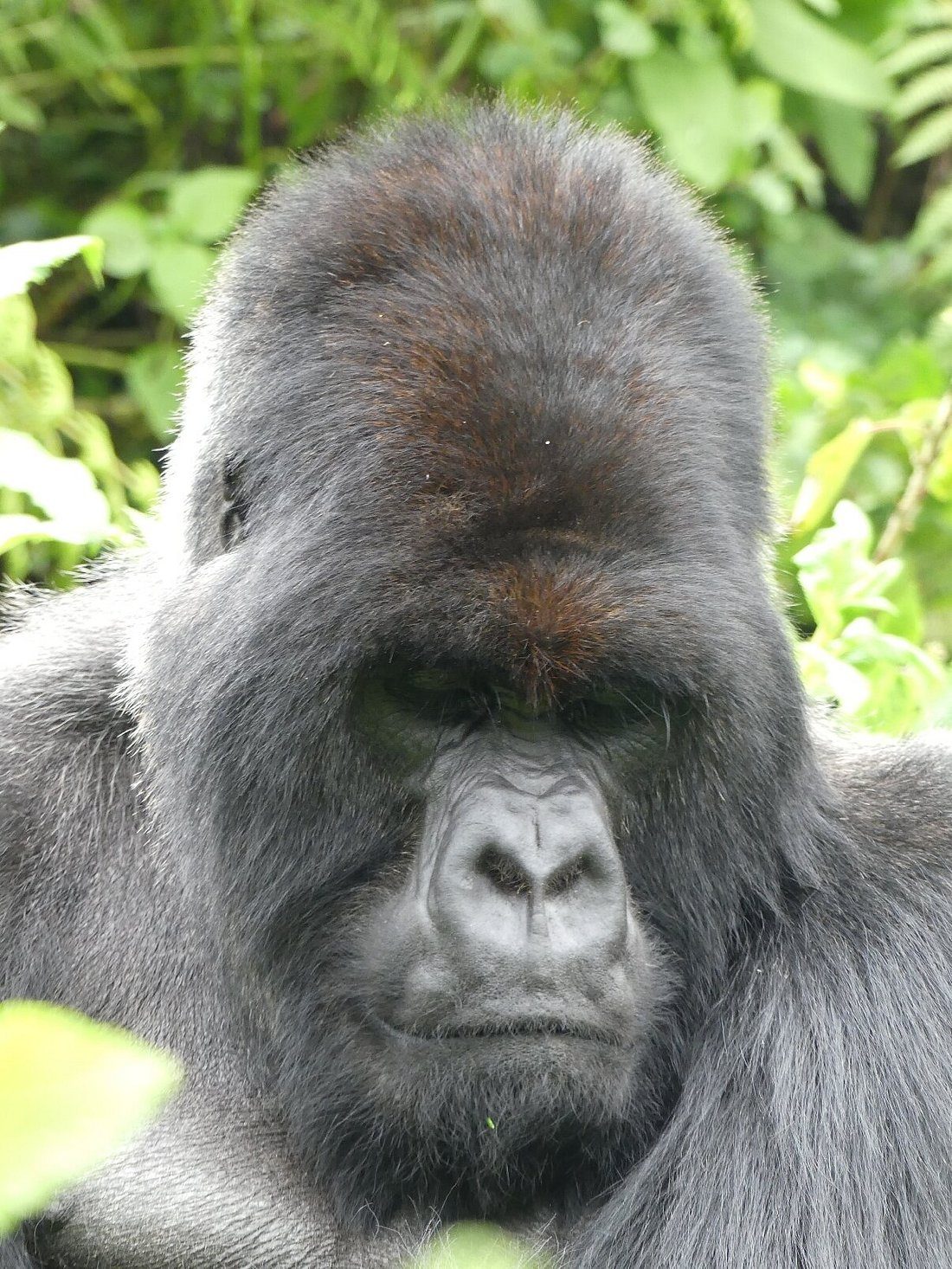 Gorilla Trekking with Kids