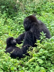 1 Day Gorilla Trekking in Rwanda