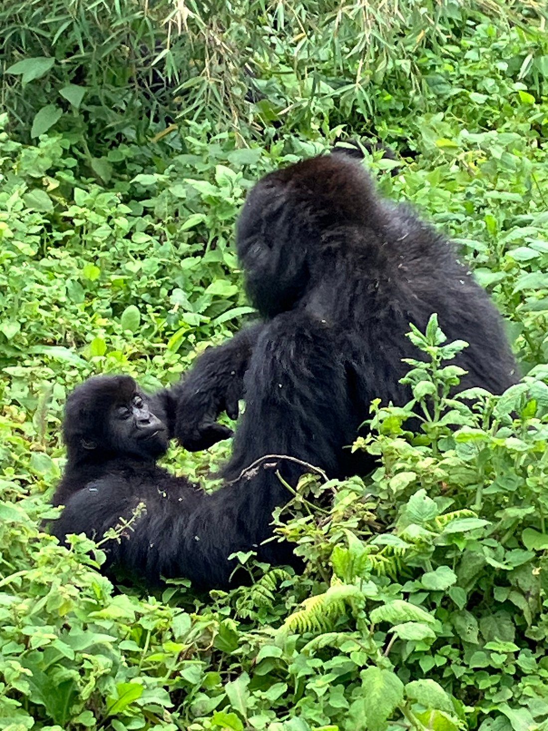 1 Day Gorilla Trekking in Rwanda