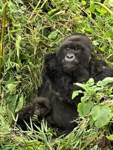 Gorillas in Rwanda vs Uganda