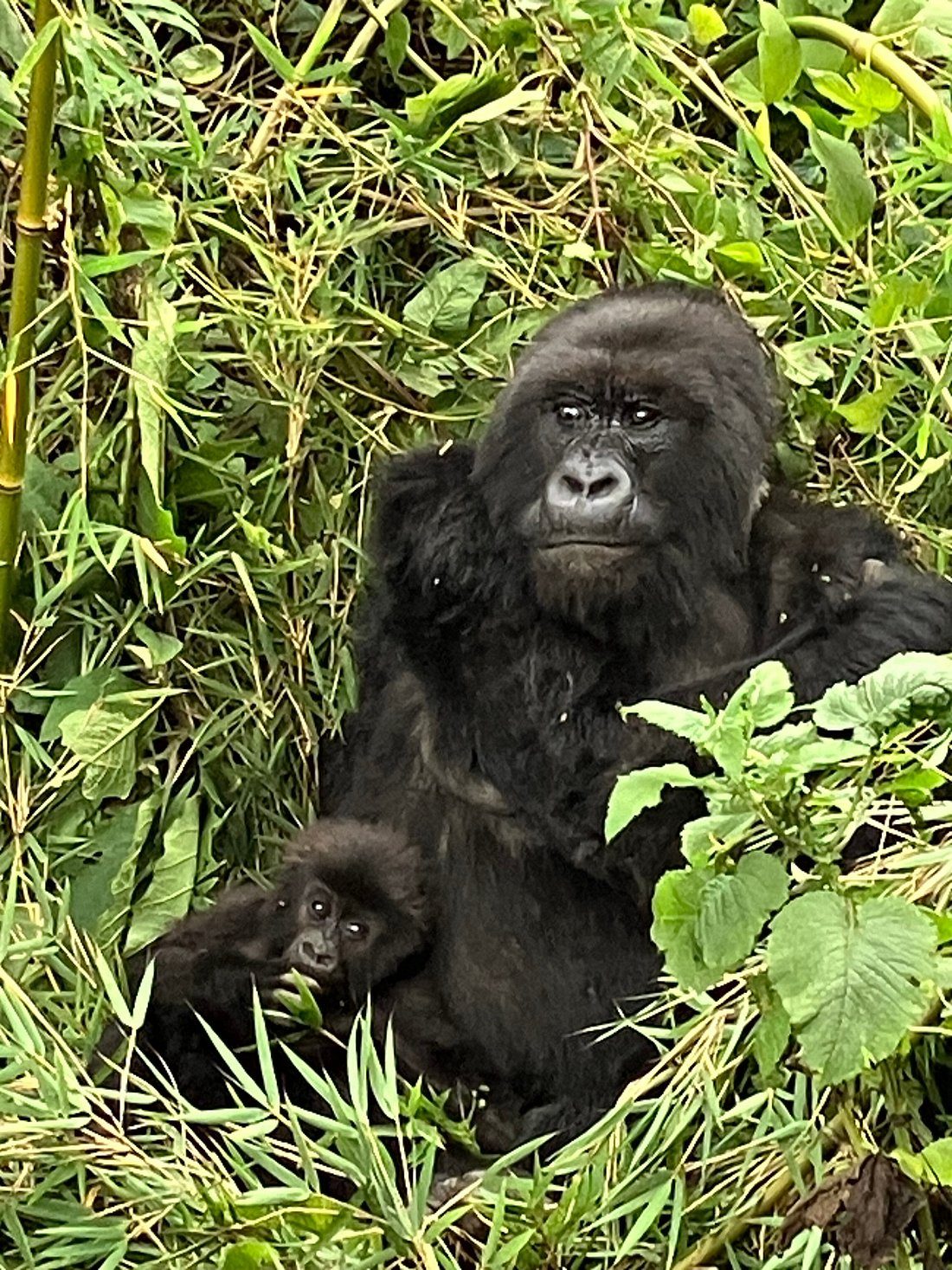 Gorillas in Rwanda vs Uganda
