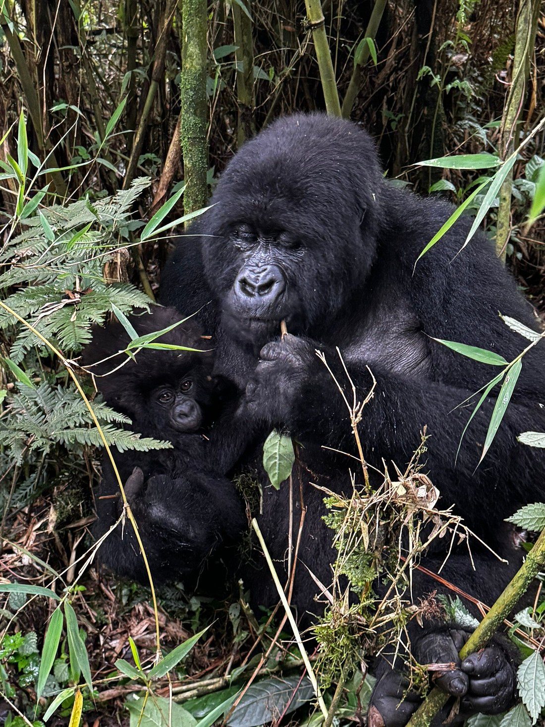 Gorilla Trekking for Seniors and Older Travelers in Rwanda..