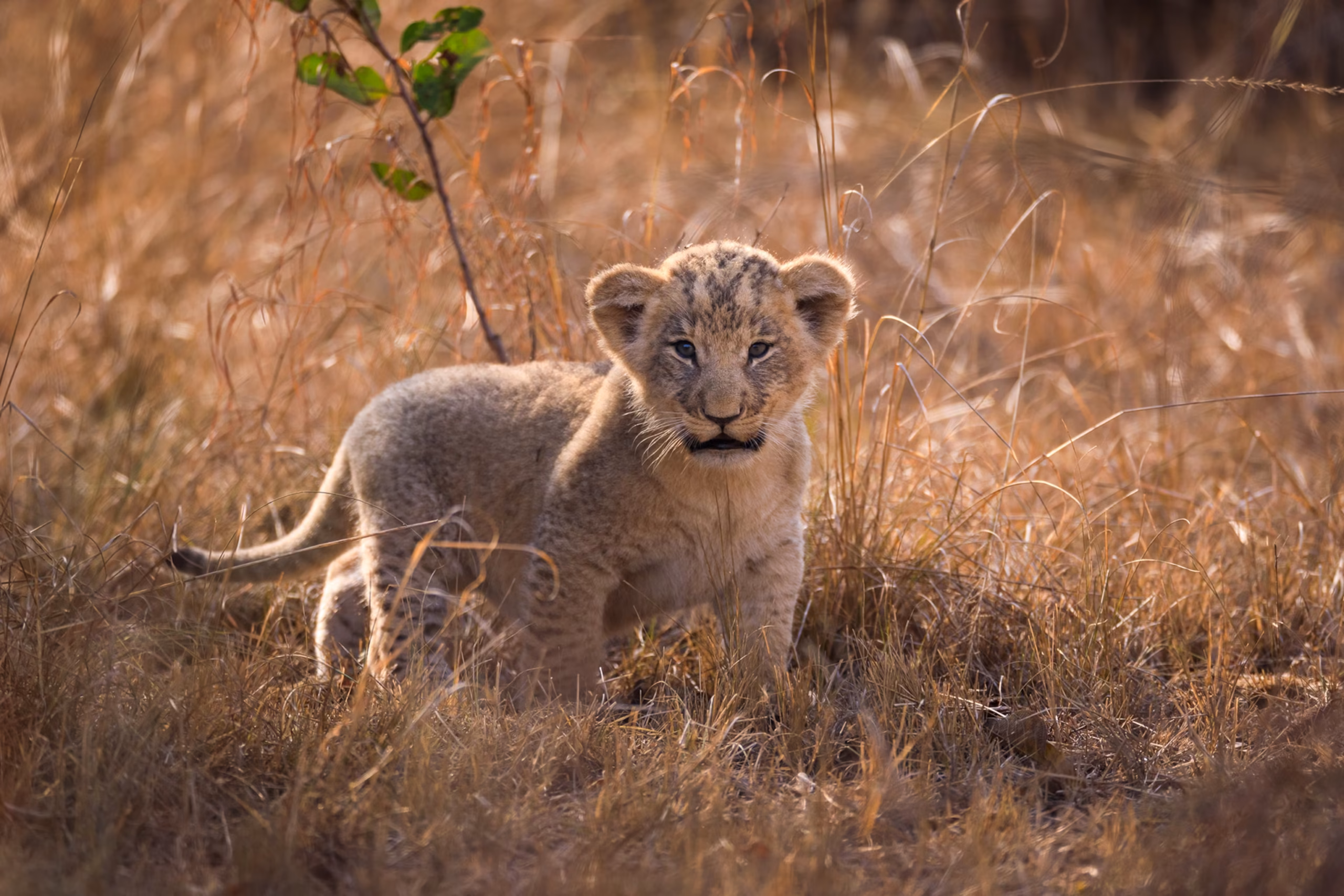Night Game Drives in Akagera National Park – A Unique Safari Experience