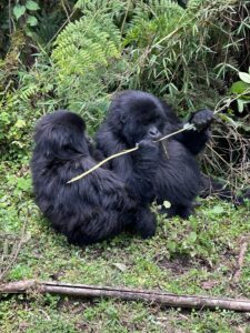 Read more about the article Gorilla Trekking from Kigali Airport – Same-Day & Overnight Options
