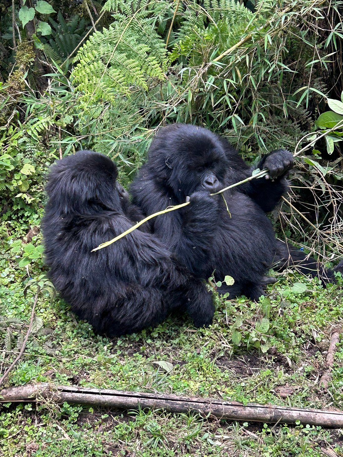 Read more about the article Gorilla Trekking from Kigali Airport – Same-Day & Overnight Options