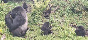 Read more about the article Small Group vs Private Gorilla Safaris in Rwanda