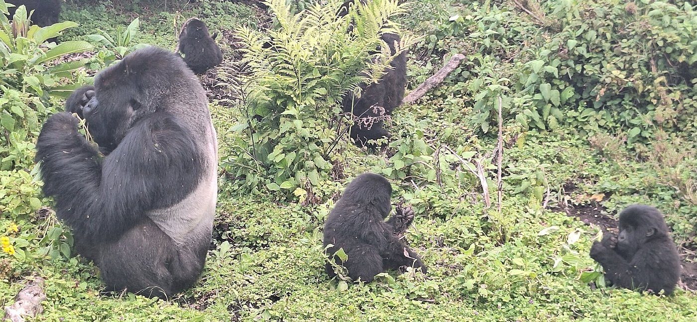 Read more about the article Small Group vs Private Gorilla Safaris in Rwanda