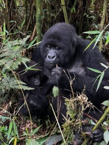 Gorilla Trekking in Rwanda During the Rainy Season