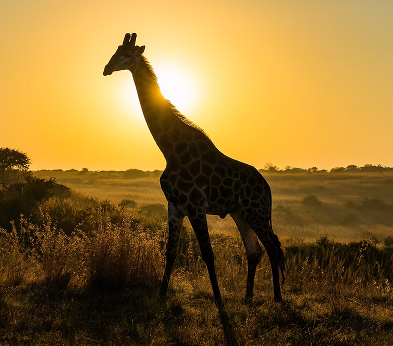 Read more about the article Akagera Game Drive