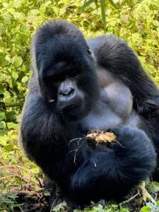 Read more about the article Rwanda Gorilla Safari Lodges Near Trekking Gates