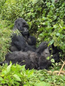 Read more about the article Rwanda Gorilla Safari vs Uganda Fly-In Safaris