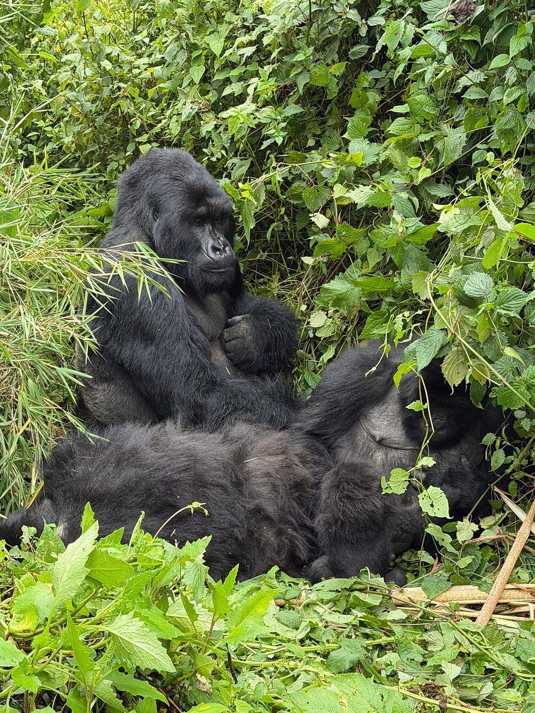 Read more about the article Rwanda Gorilla Safari vs Uganda Fly-In Safaris