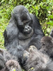 Read more about the article Gorilla Trekking in Rwanda for Travelers with Limited Fitness
