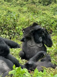 Read more about the article Rwanda Gorilla Safari Packing Mistakes to Avoid