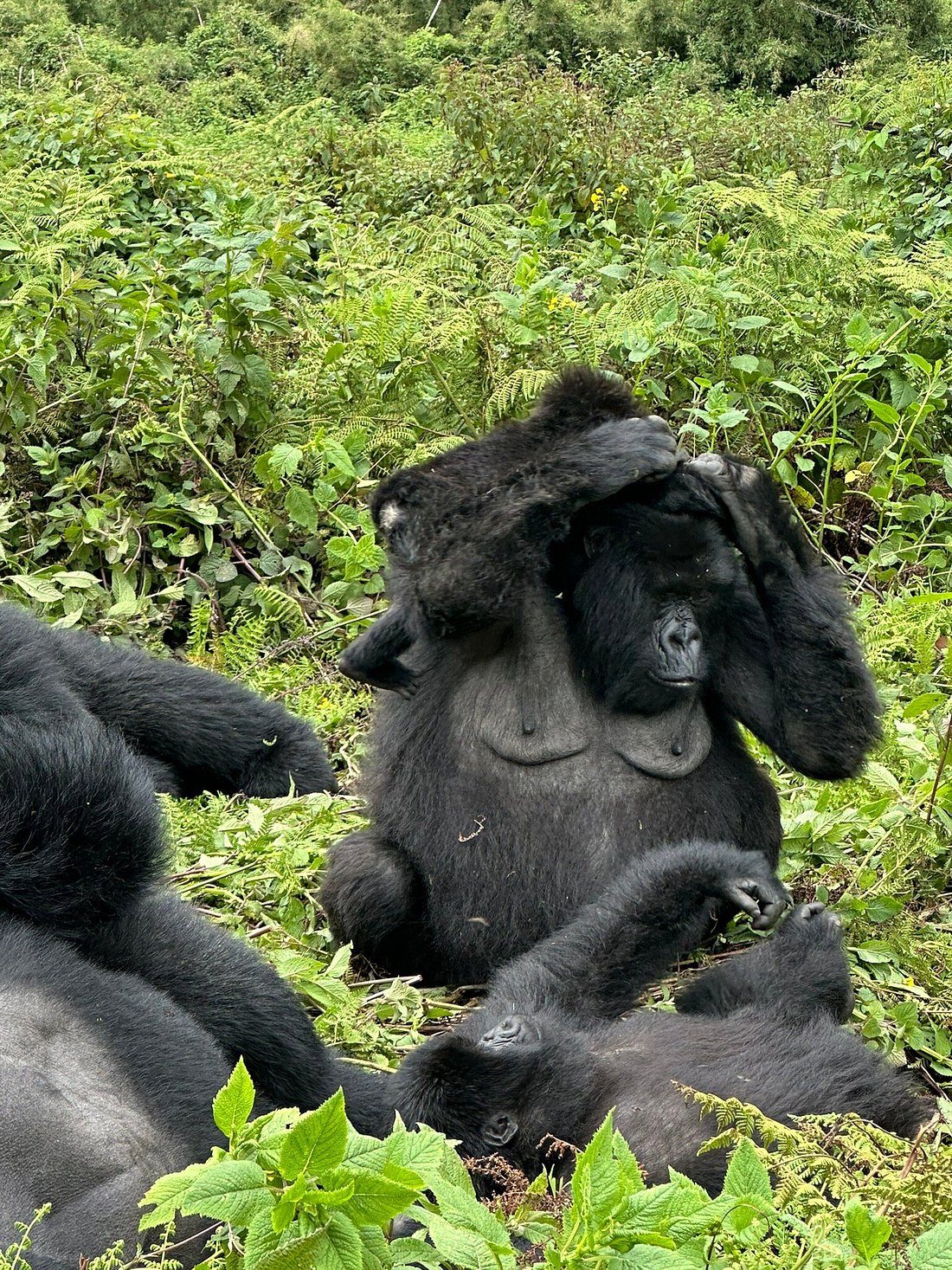 Read more about the article Rwanda Gorilla Safari Packing Mistakes to Avoid