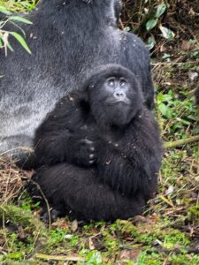Read more about the article Gorilla Trekking in Rwanda for Solo Travelers